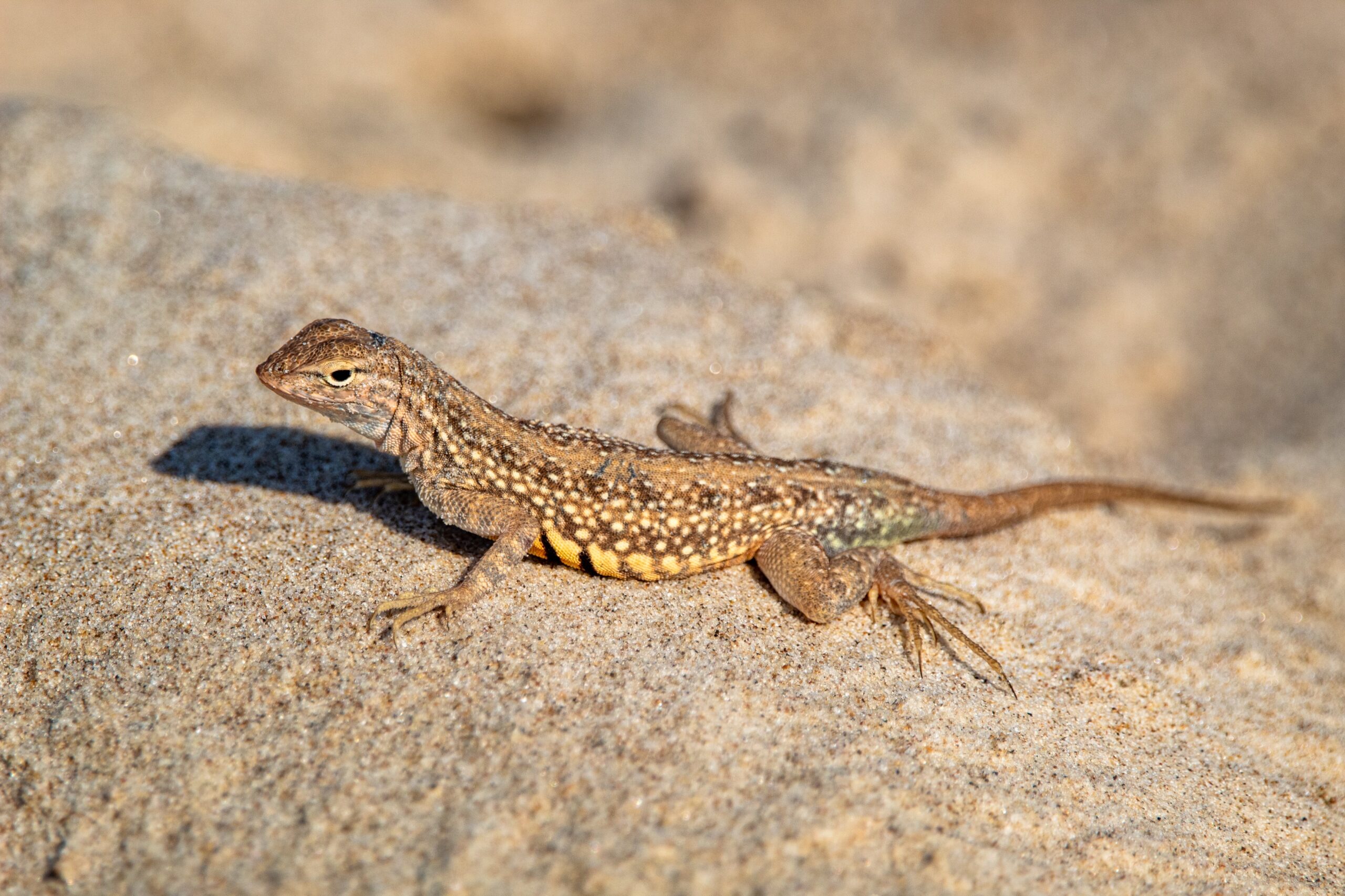 lizard