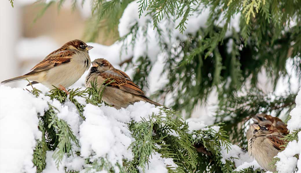 Green-Tourism-30-Birthday-Birdwatch